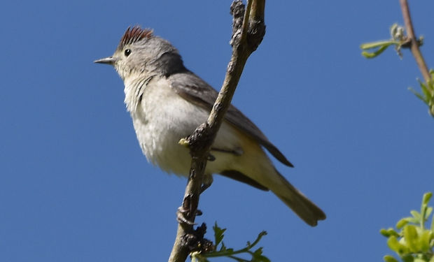 Lucy's Warbler