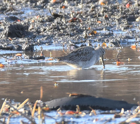 Long-billed Dowitcher