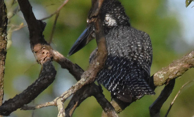 Giant Kingfisher