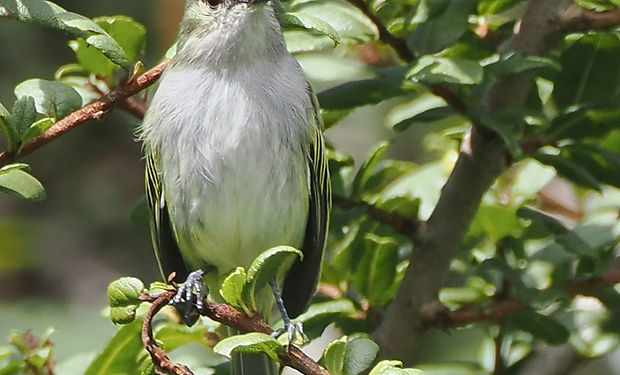 Mistletoe Tyrannulet