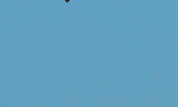 White-fronted Amazon