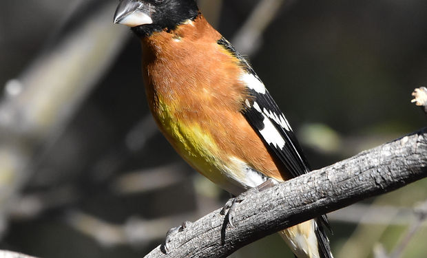 Black-headed Grosbeak