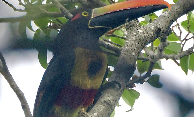 Collared Aracari