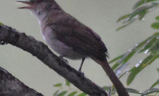 Terrestrial Brownbul