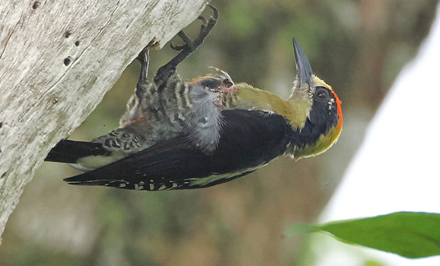Golden-naped Woodpecker
