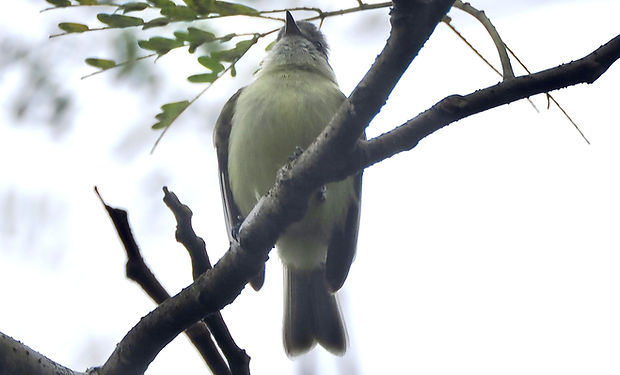 Southern Beardless-Tyrannulet