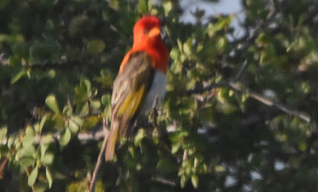 Red-headed Weaver
