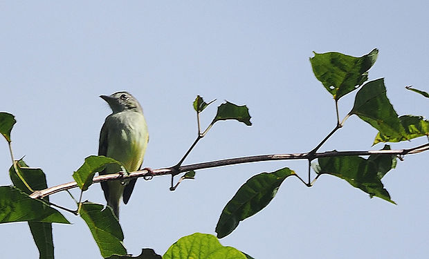 Yellow-olive Flatbill