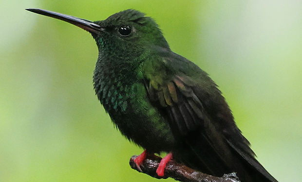 Bronze-tailed Plumeleteer