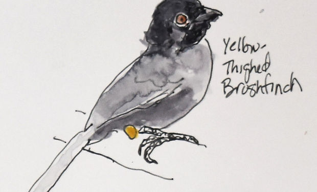 Yellow-thighed Brushfinch
