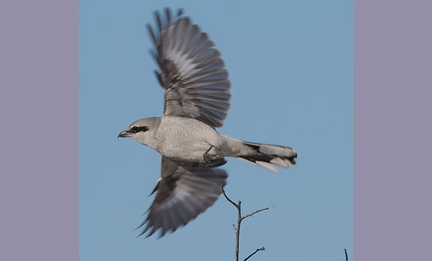 Northern Shrike