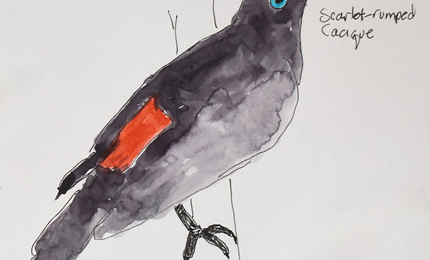 Scarlet-rumped Cacique