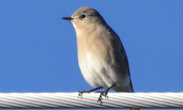 Mountain Bluebird