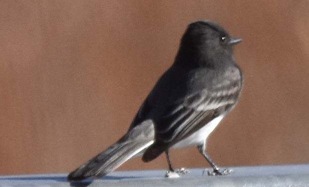 Black Phoebe