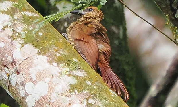 Northern Barred-Woodcreeper