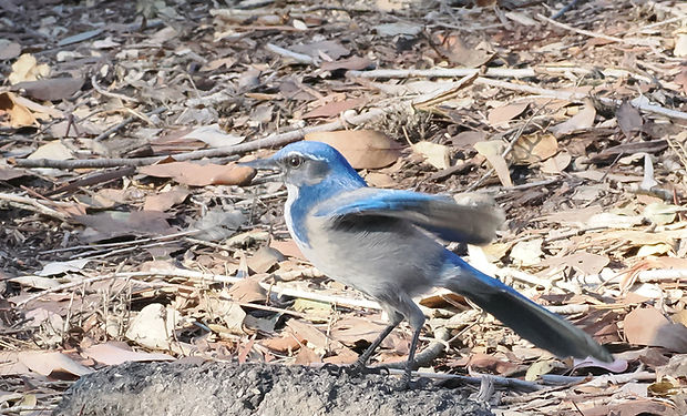 California Scrub-Jay