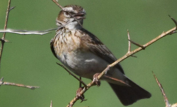 Rufous-naped Lark
