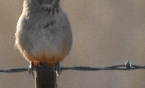 Canyon Towhee