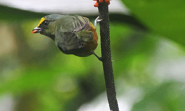 Olive-backed Euphonia