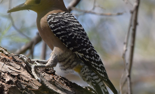 Gila Woodpecker