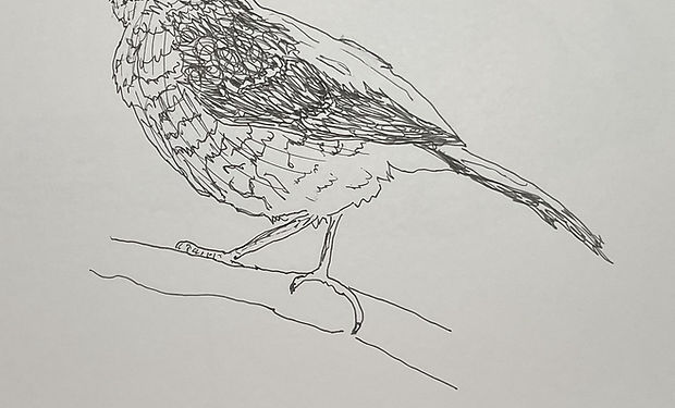 Stierling's Wren-Warbler
