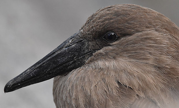 Hamerkop