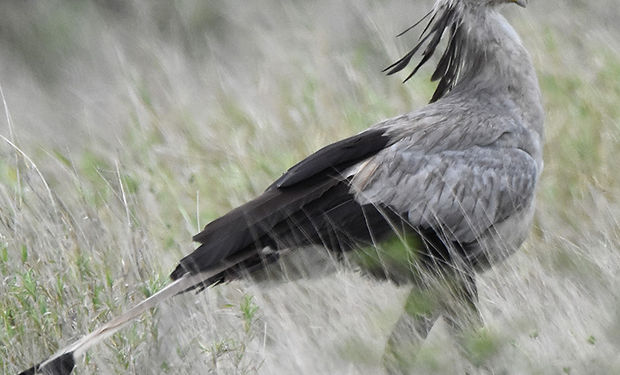 Secretarybird