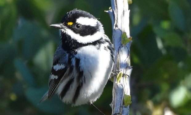 Black-throated Gray Warbler