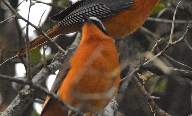 White-browed Robin-Chat
