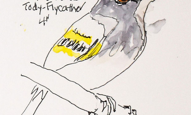 Slate-headed Tody-Flycatcher