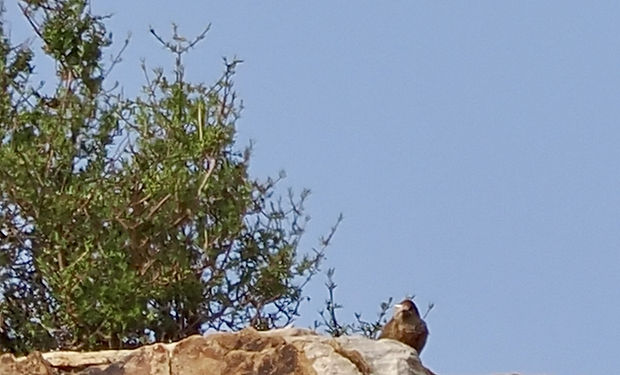 Cinnamon-breasted Warbler