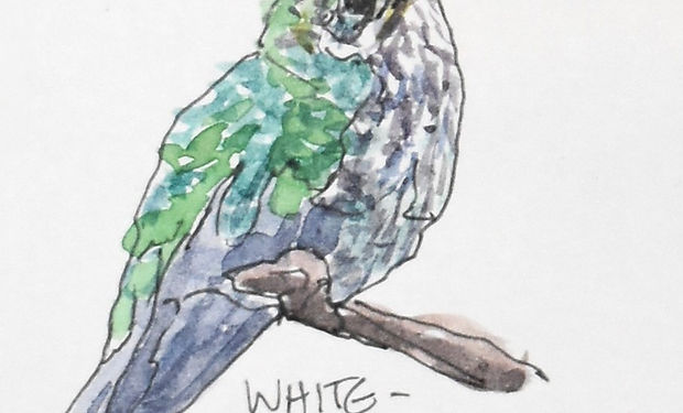 White-tipped Sicklebill