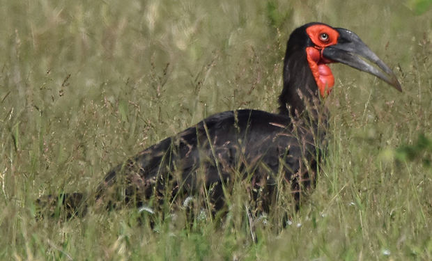 Southern Ground-Hornbill