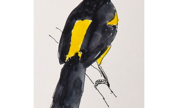 Black-cowled Oriole