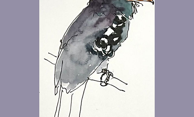 Black Nunbird