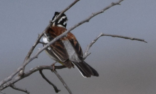Golden-breasted Bunting