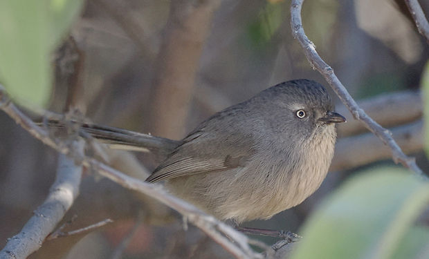 Wrentit