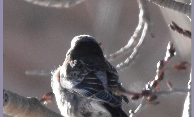 Brown-capped Rosy-Finch