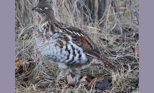 Ruffed Grouse