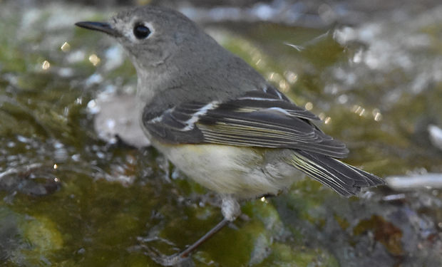Hutton's Vireo