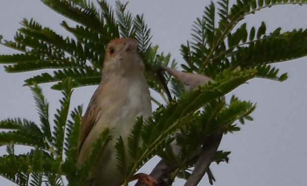 Croaking Cisticola