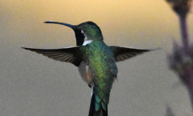 Lucifer Hummingbird