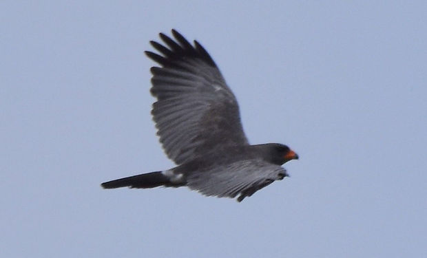 Dark Chanting-Goshawk