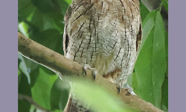 Tropical Screech-Owl