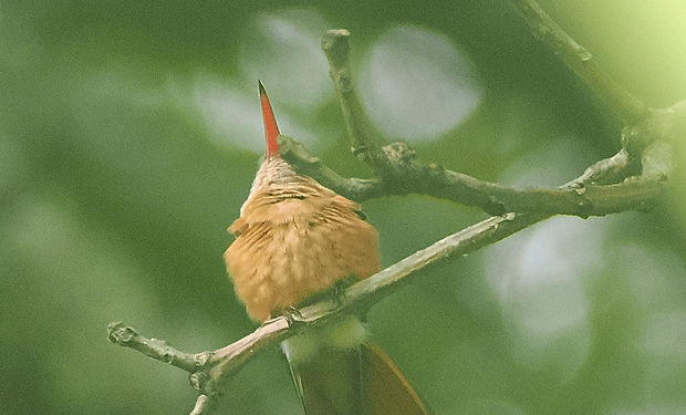 Cinnamon Hummingbird