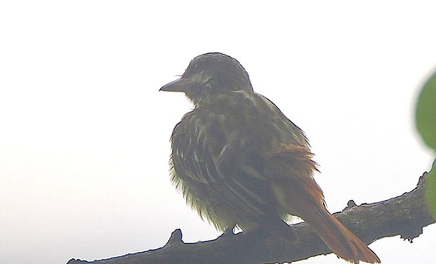 Sulphur-bellied Flycatcher
