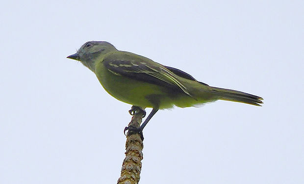 Yellow-crowned Tyrannulet