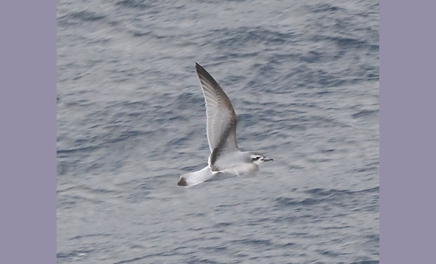 Slender-billed Prion