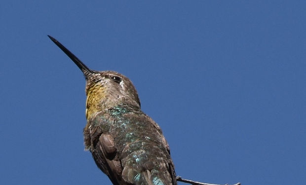 Costa's Hummingbird