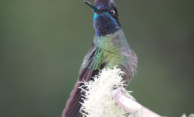 Talamanca Hummingbird
